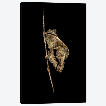 Withered Leaf Fine Art Canvas Print #NRV296} by Nik Rave Canvas Art