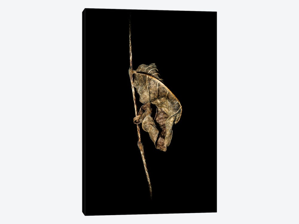 Withered Leaf Fine Art by Nik Rave 1-piece Canvas Artwork