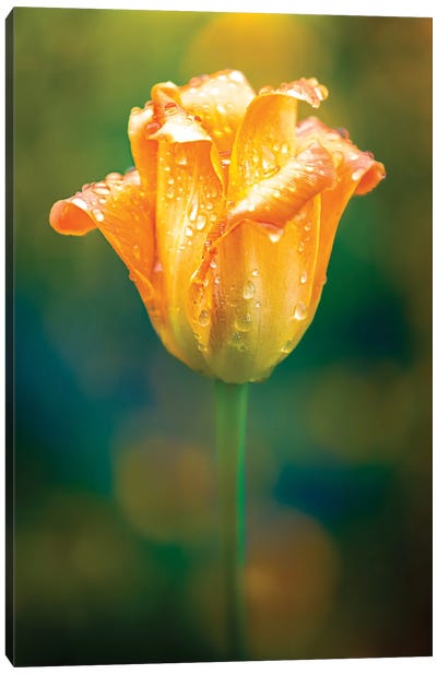 Bright Tulip Water Drops Canvas Art Print - Nik Rave