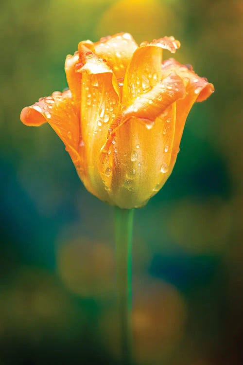Bright Tulip Water Drops by Nik Rave wall art