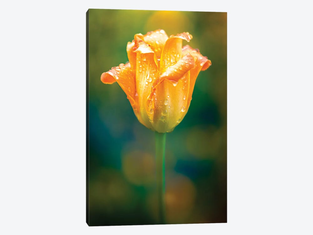 Bright Tulip Water Drops by Nik Rave 1-piece Canvas Art