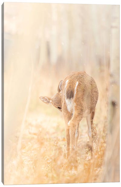 Bambi Deer At The Light Of Sun Canvas Art Print - Nik Rave