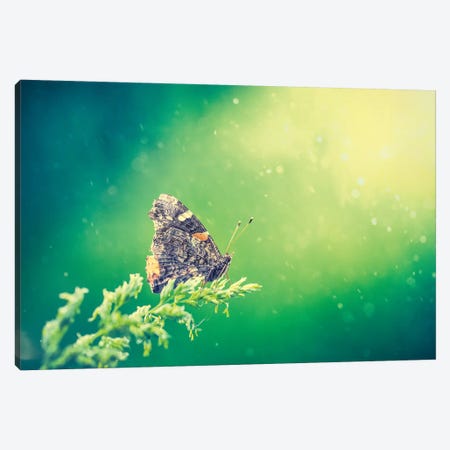Butterfly In Beam Of Light Canvas Print #NRV29} by Nik Rave Canvas Art