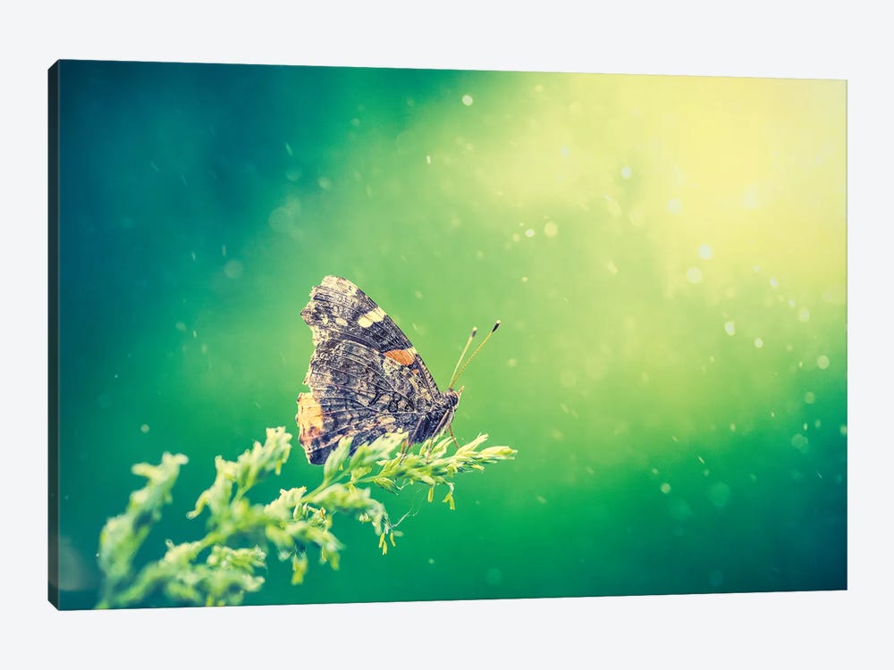 Butterfly In Beam Of Light by Nik Rave 1-piece Art Print