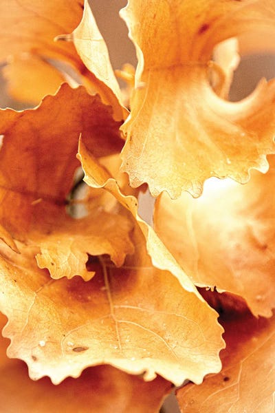 Nik Rave: Bright Oak Leaves by Nik Rave