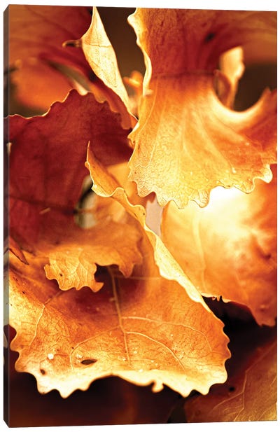 Dark Oak Leaves In Sunlight Canvas Art Print - Nik Rave