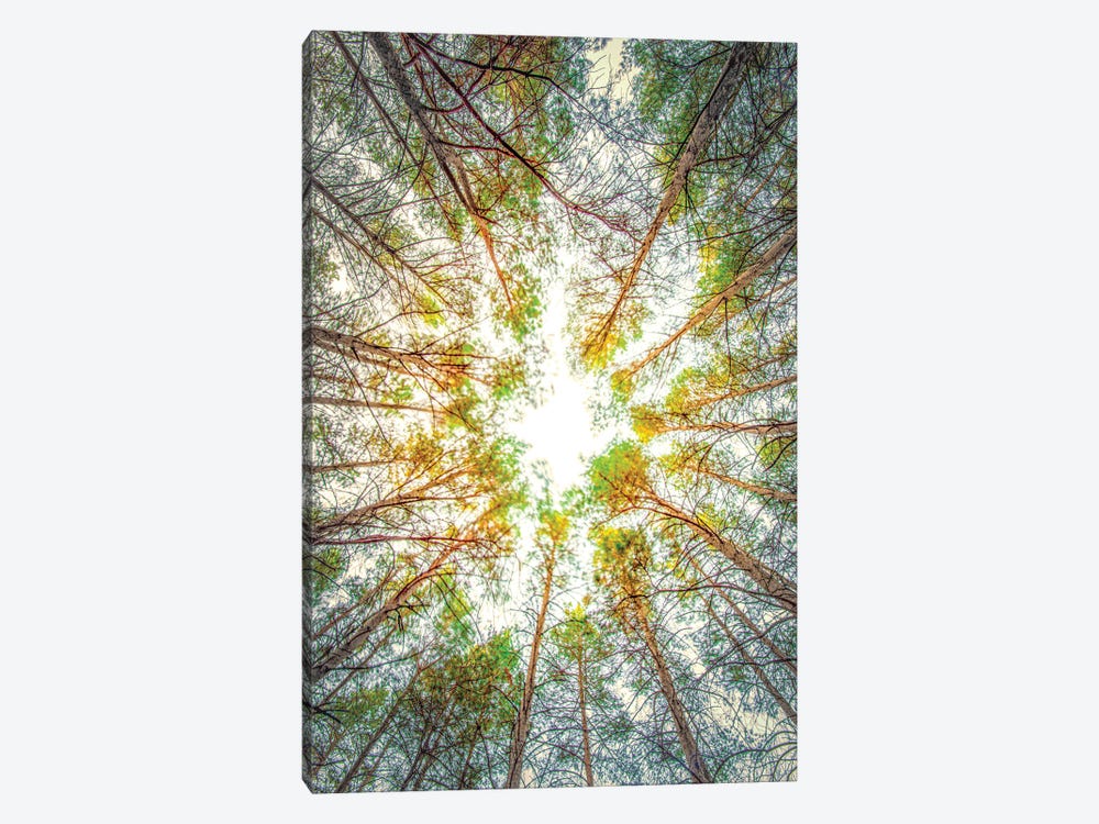 Canopy Of Trees by Nik Rave 1-piece Canvas Artwork