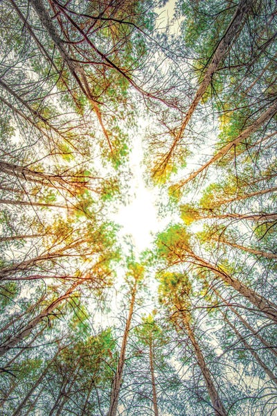Nik Rave: Canopy Of Trees by Nik Rave