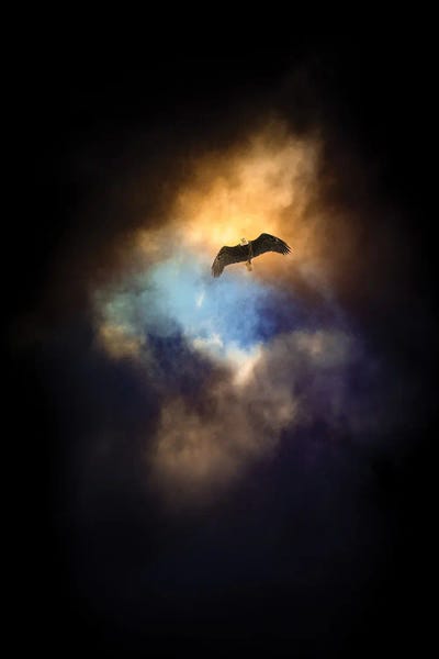 Eagle In A Spot Of Light Sky by Nik Rave framed wall art