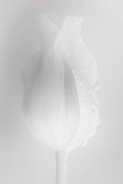 Gently White Tulip