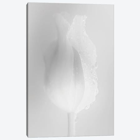 Gently White Tulip Canvas Print #NRV309} by Nik Rave Art Print