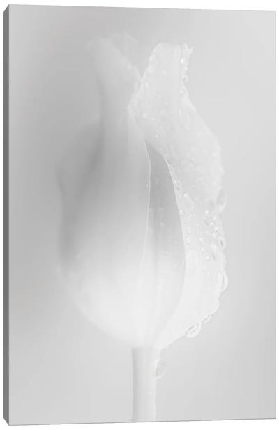 Gently White Tulip Canvas Art Print - Zen Bedroom Art
