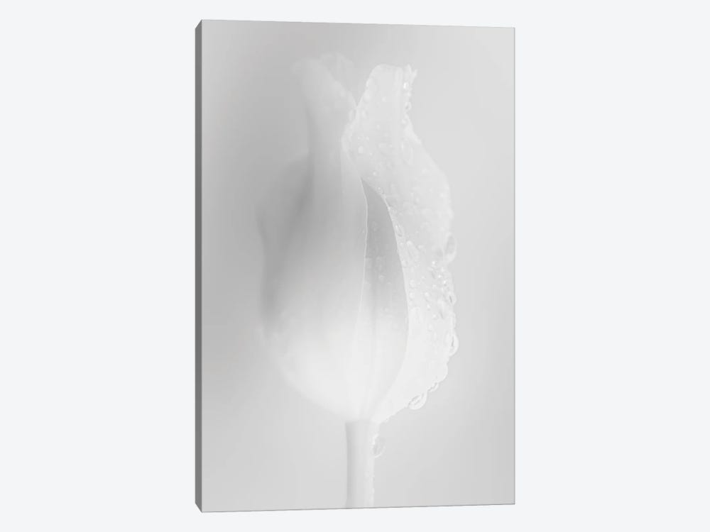 Gently White Tulip by Nik Rave 1-piece Art Print