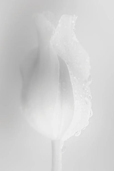 Zen Décor: Gently White Tulip by Nik Rave