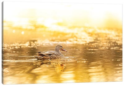 Duck In A Bright Sunlight Canvas Art Print - Nik Rave