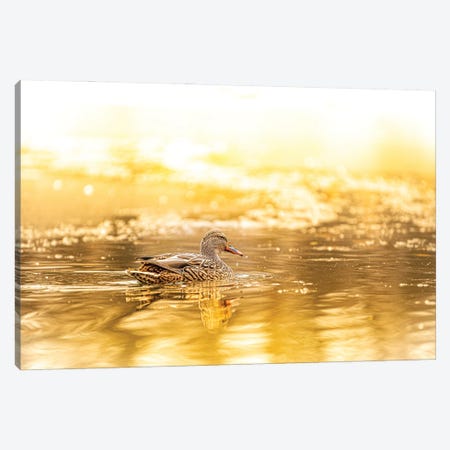 Duck In A Bright Sunlight Canvas Print #NRV311} by Nik Rave Canvas Art