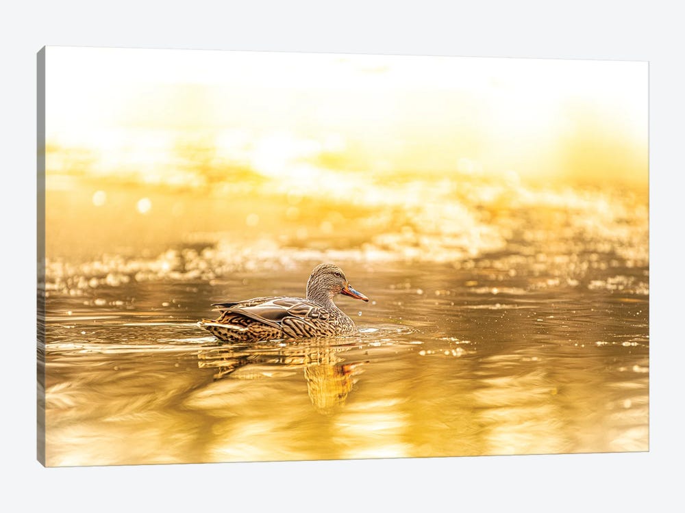 Duck In A Bright Sunlight by Nik Rave 1-piece Canvas Art