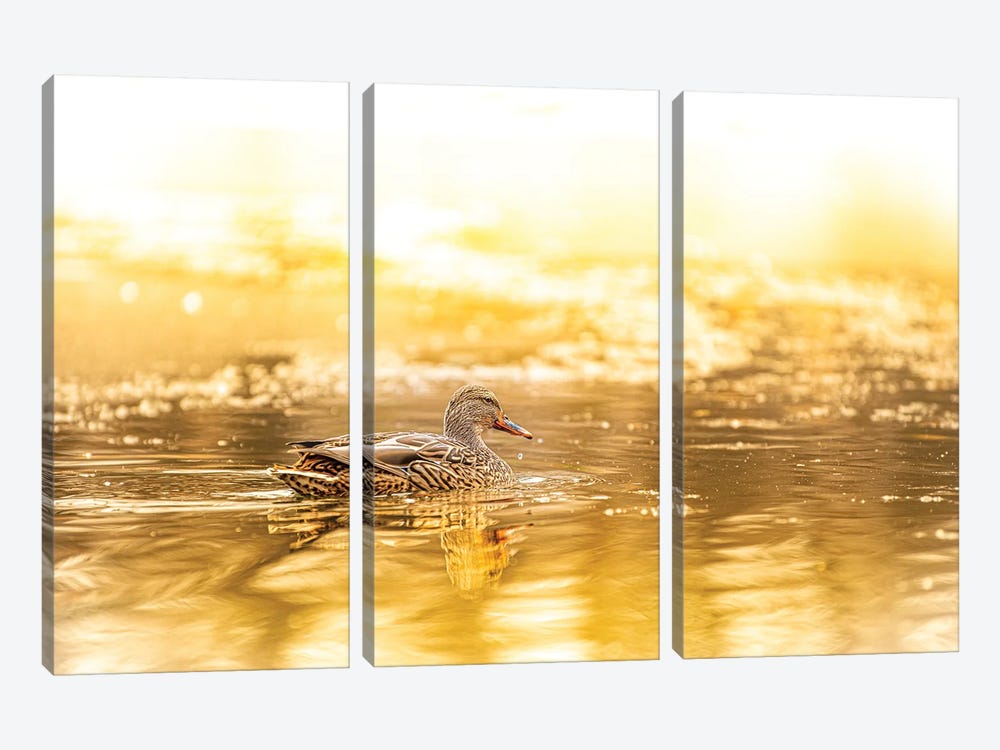 Duck In A Bright Sunlight by Nik Rave 3-piece Canvas Art