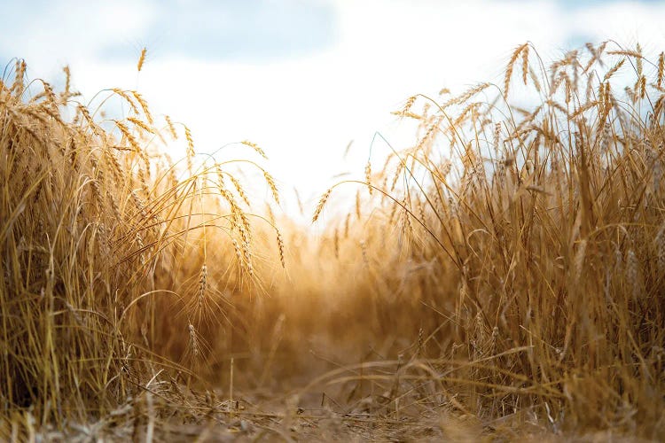 Millet Field Path In A Center