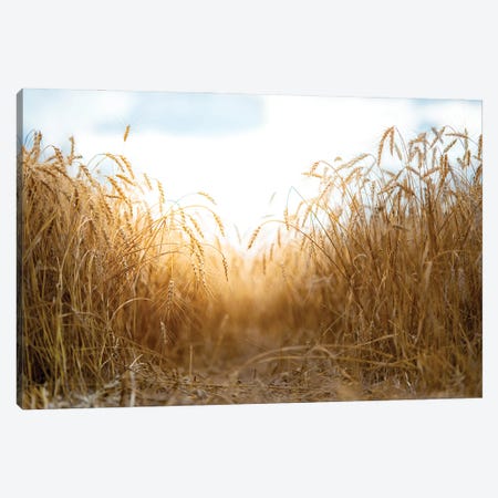 Millet Field Path In A Center Canvas Print #NRV312} by Nik Rave Canvas Artwork