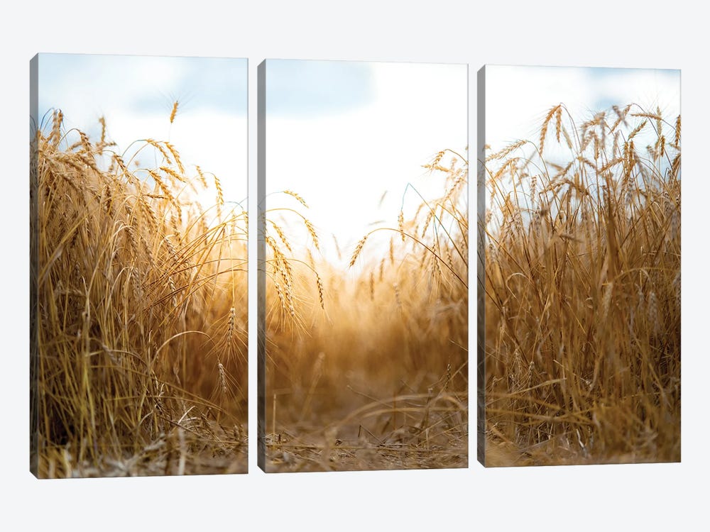 Millet Field Path In A Center by Nik Rave 3-piece Canvas Print