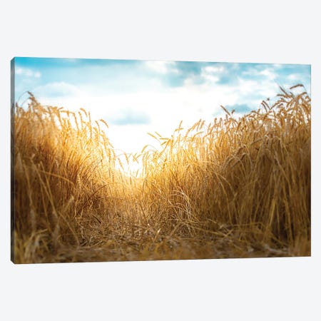 Millet Field Path Canvas Print #NRV313} by Nik Rave Canvas Wall Art