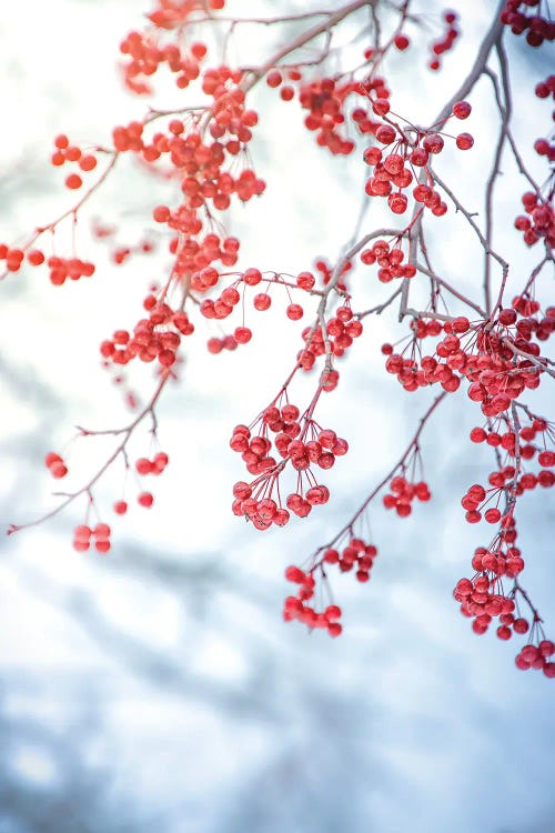 Red Viburnum by Nik Rave wall art