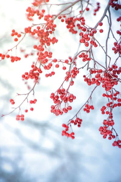 Nik Rave: Red Viburnum by Nik Rave