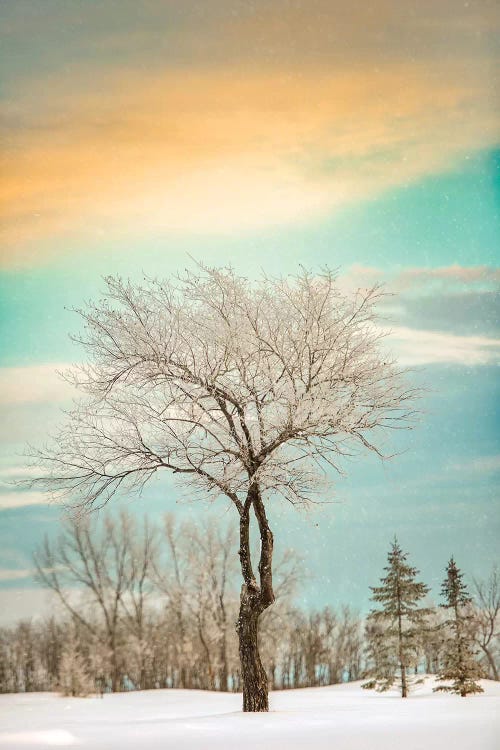 Lonely Tree Covered By Snow