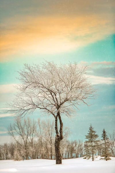 Nik Rave: Lonely Tree Covered By Snow by Nik Rave