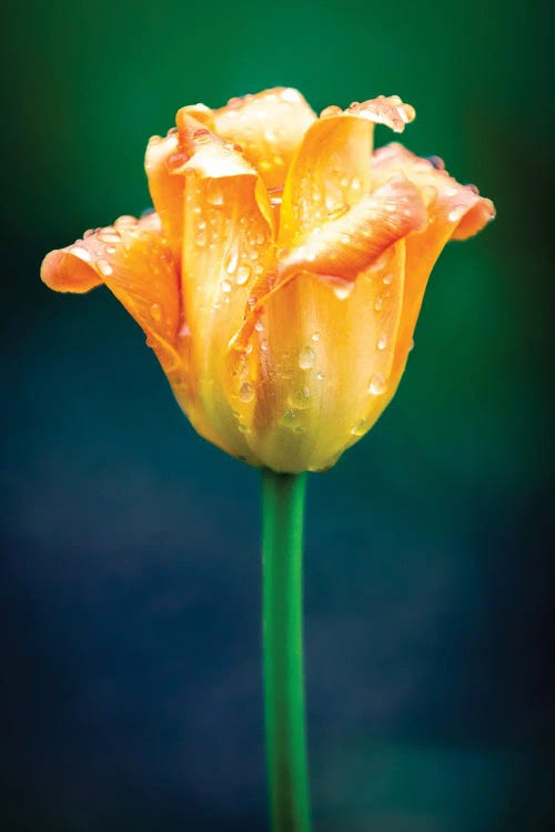 Orange Tulip Water Drops by Nik Rave wall art