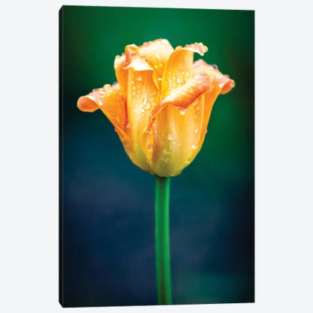 Orange Tulip Water Drops Canvas Print #NRV320} by Nik Rave Art Print