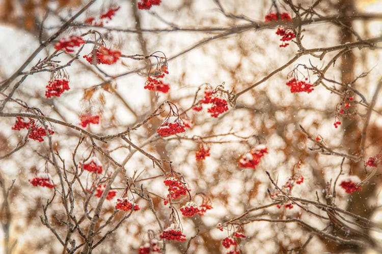 Rowan At The Winter