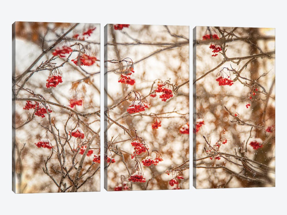 Rowan At The Winter by Nik Rave 3-piece Canvas Wall Art