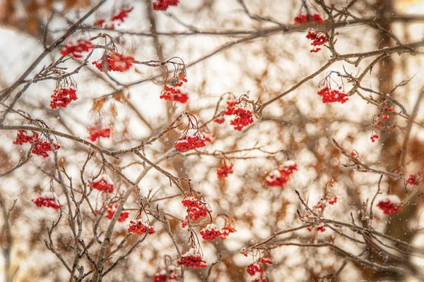 Rustic Winter: Rowan At The Winter by Nik Rave