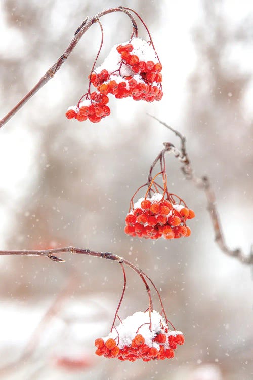 Rowan At The Snow