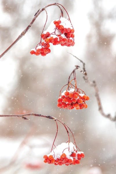 Nik Rave: Rowan At The Snow by Nik Rave