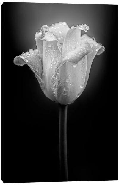 Tulip Water Drops Canvas Art Print - Macro Photography