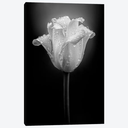 Tulip Water Drops Canvas Print #NRV327} by Nik Rave Canvas Wall Art