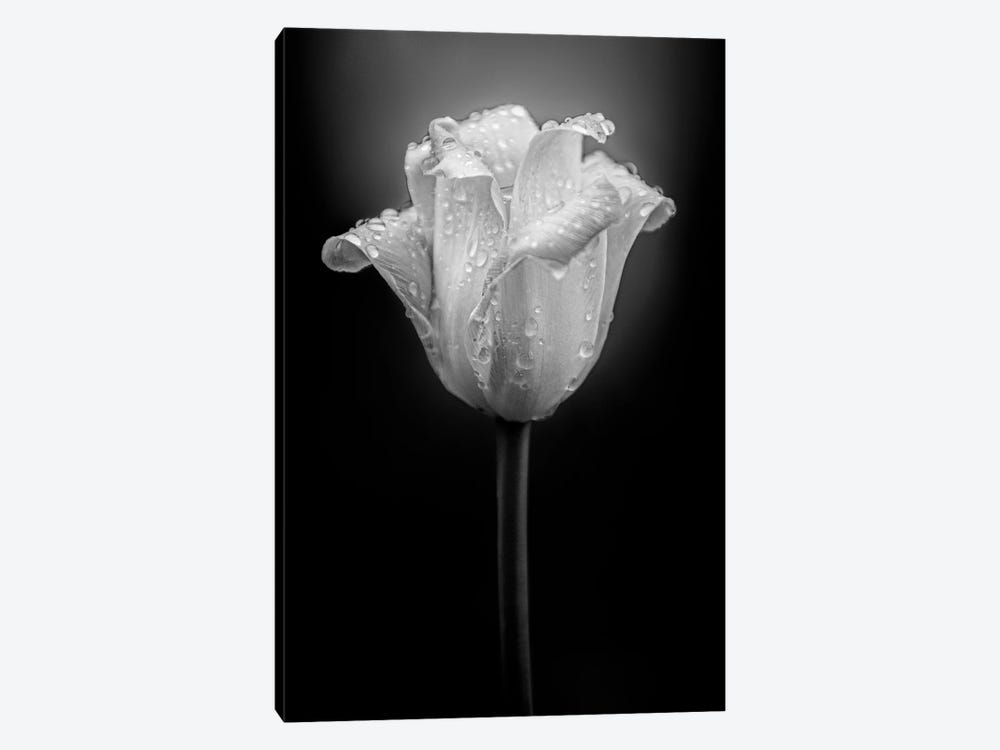 Tulip Water Drops by Nik Rave 1-piece Art Print