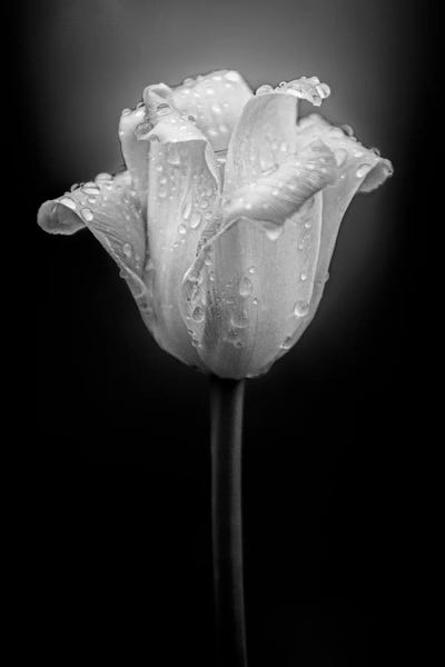 Macro Photography: Tulip Water Drops by Nik Rave