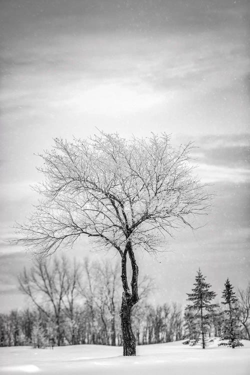 Lonely Tree Covered By Snow In Black And White