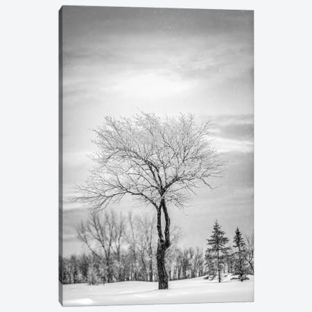 Lonely Tree Covered By Snow In Black And White Canvas Print #NRV32} by Nik Rave Canvas Print