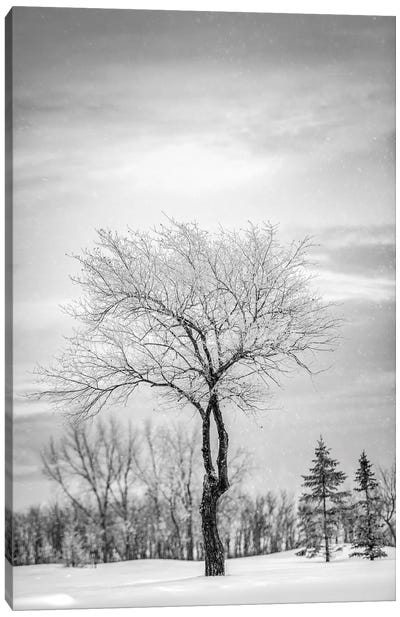 Lonely Tree Covered By Snow In Black And White Canvas Art Print - Tree Close-Up Art