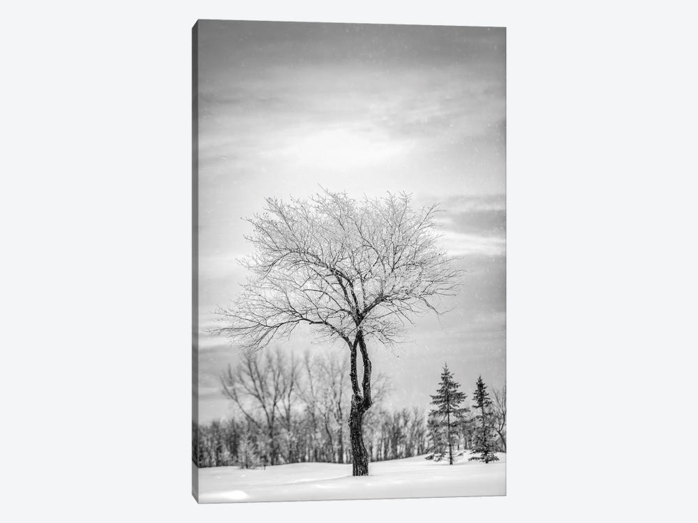Lonely Tree Covered By Snow In Black And White by Nik Rave 1-piece Canvas Print