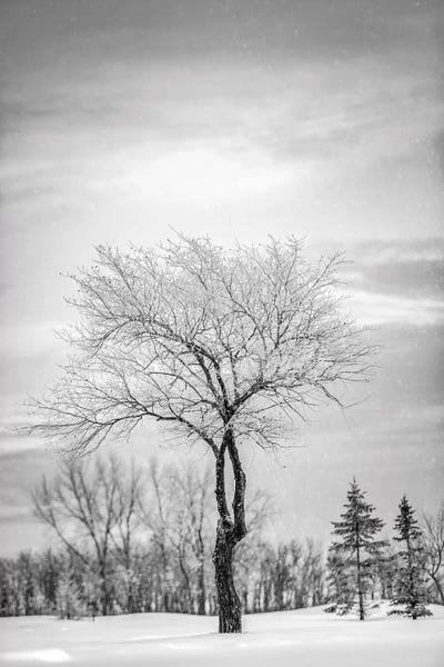 Tree Close-Ups: Lonely Tree Covered By Snow In Black And White by Nik Rave