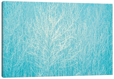 Blue Hoarfrost Canvas Art Print - Nik Rave