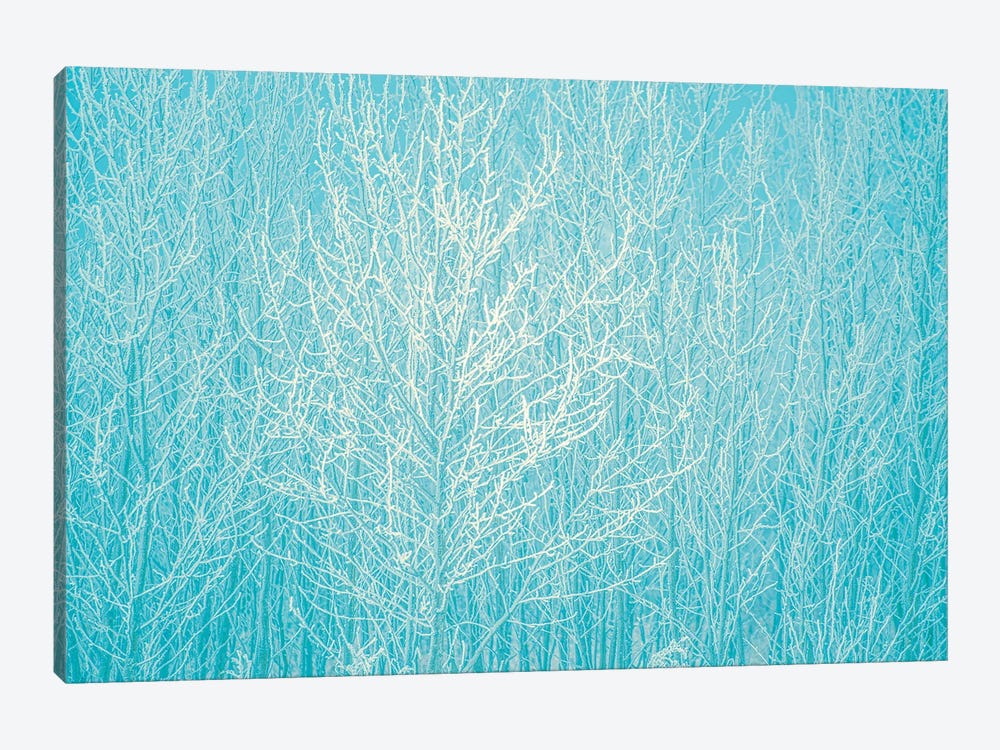 Blue Hoarfrost by Nik Rave 1-piece Canvas Art Print