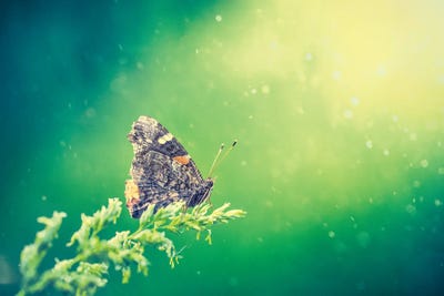 Butterfly At The Beam Of Sun by Nik Rave framed canvas print