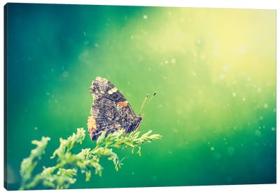 Butterfly At The Beam Of Sun Canvas Art Print - Nik Rave